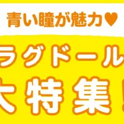 【 ラグドール特集 】5/29現在在店中の青い瞳の美猫代表！最新動画付き！