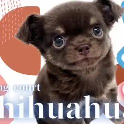 【 チワワ 】甘い香りを漂わせる濃いめのチョコタン！小さな激カワたぬきっチワワ！