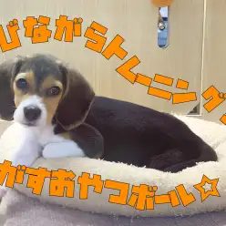 【 ビーグル 】遊びながらトレーニング!転がすおやつボールのススメ!!