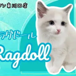 【 ラグドール 】イケメン確定！美猫の代表格ラグドールの男の子が登場！