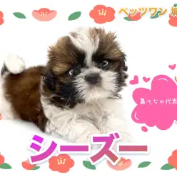 【 シーズー 】チャンピオンパパの娘！整ったお顔のシーズーちゃんの登場！