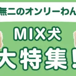 【 MIX犬特集 】6/26現在在店中のオンリーわんこ！最新動画は必見！