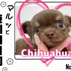 【 マルっと東川口日和No.35 】1人遊びが上手にできるチョコタンチワワ！