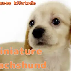 【 ミニチュアダックスフント 】愛らしいイエローカラーの女の子が北戸田に登場！