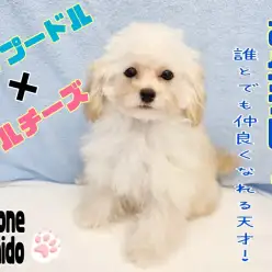 【 プーマル 】社会性抜群！穏やかな性格！誰とでも仲良しミックス犬！