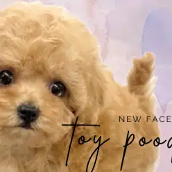 【 トイプードル 】小熊童顔フェイスで眩い瞳！飼いやすい素直な性格の女の子登場！