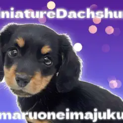 【 ミニチュアダックスフント 】超短足の癒し系！王道ブラックタンの甘えん坊！