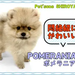 【 ポメラニアン 】癒されること間違いなし！悶絶級に可愛いポメちゃん降臨