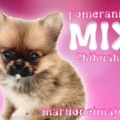 【 MIX 】ポメラニアンとチワワの希少ハーフ！フレンドリーで甘え上手な女の子！