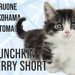 【 マンチカン 】短足×長毛!横浜元町の心に寄り添うマンチちゃん!