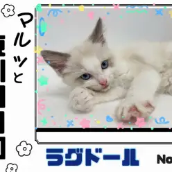 【 マルっと東川口日和No.28 】超美猫！性格も満点なラグドールがやってきた！