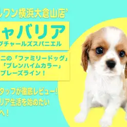 【 キャバリア 】最高の家庭犬代表！家族の絆をもっと深めるキャバちゃん！