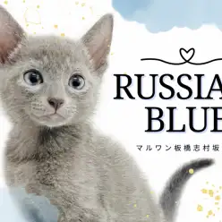 【 ロシアンブルー 】東京埼玉エリアに登場!ブルーに輝く大人気の子猫が仲間入り!