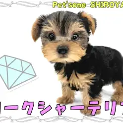 【 ヨークシャーテリア 】被毛が美しい動く宝石!人馴れ抜群のヨーキーちゃん
