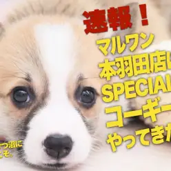 【 コーギー速報! 】マルワン本羽田店にスペシャルな子犬ちゃんがやってきました!