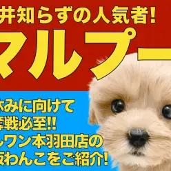 【 MIX 】初めての方必見！おっとり癒し系のぬいぐるみのようなマルプーちゃん