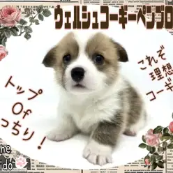 【 コーギー 】これぞ理想のコーギースタイル!もっちり!童顔!ご機嫌ガール!