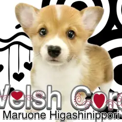 【 コーギー 】コーギースマイルに心奪われる事必至！東京都荒川区に食パン天使降臨