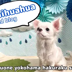 【 チワワ 】甘え上手は健在！好奇心旺盛BOY