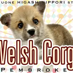 【 コーギー 】くつしたをはいたクマ・・・じゃなくてクマっぽいコーギー！