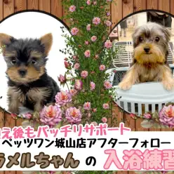 【 マルワンお迎えの子限定サポート 】城山店卒業生カラメルちゃんの入浴レクチャー