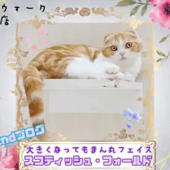 【 スコティッシュ 】大福にゃんこのセカンドブログ