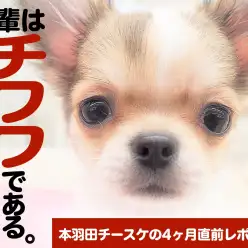 【 チワワ 】生後4ヶ月直前レポート！〜吾輩はチワワである。〜