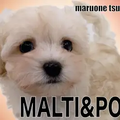 【 MIX 】アプリコットカラーのグラデーションが美しいマルプーの男の子！