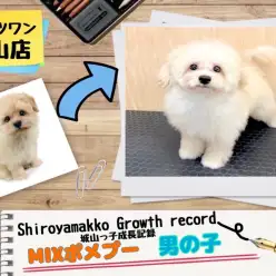 【 MIX 】 ポメプーの城山っ子成長報告！2025年6月2日