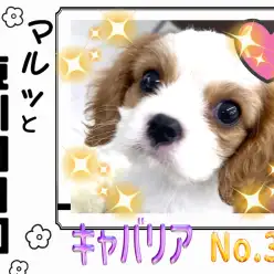 【 マルっと東川口日和No.31 】スキンシップ大好きお嬢様わんこキャバちゃん