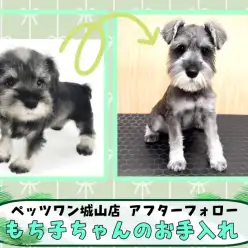 【 ペッツワン城山店のお迎え後サポート 】卒業生の『もち子』ちゃんが来店