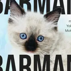 【 バーマン 】横浜元町で出会う神秘の猫は、理想的なファミリーキャットでした！