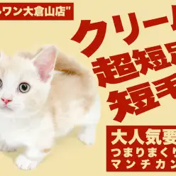 【 マンチカン 】コミカルな動きと温かな毛色の短足王子様は究極の甘えん坊！