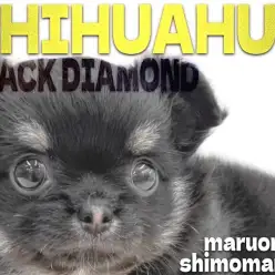 【 チワワ 】小さな体にドワーフ体型と魅力が詰まった甘えん坊な女の子が大田区に！