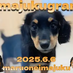 【 イマジュクグラム 】遊び上手な目ヂカラ最強のダックスフントちゃま最新情報！