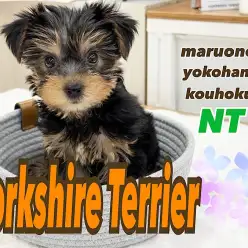 【 ヨークシャーテリア 】神秘的なシルキーコート!むっちりボディの女の子