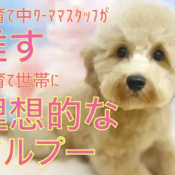 【 MIX 】ワーママスタッフが推す子育て世帯に理想的なマルプーちゃん!