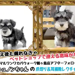 【 マルワンなら受けれるサポート 】鶴ヶ島店卒業生シュナウザーのシュノンちゃん