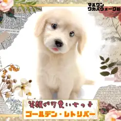 【 ゴールデンレトリバー 】笑顔が可愛いすぎる!明るい性格の女の子