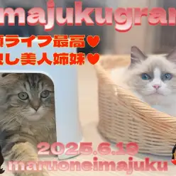 【 イマジュクグラム 】多頭もヘソ天抱っこもできる甘え上手なラグドールちゃま！