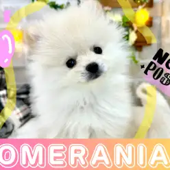 【 ポメラニアン 】優しいクリームカラーと明るさ100%の癒しパワーの男の子！