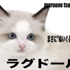 【 ラグドール 】シールポイントバイカラーでまさにぬいぐるみのような男の子！！