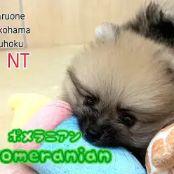 【 ポメラニアン 】マズル極短!毛量たっぷり!ショートボディのたぬきポメ