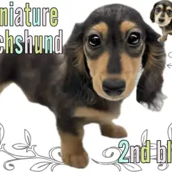 【 ミニチュアダックス 】シルバーダップルの男の子は超マイペースな癒しの性格！