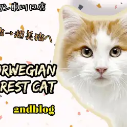 【 ノルウェージャンフォレストキャット 】生後4ヶ月！美しさと魅力がさらに深まる