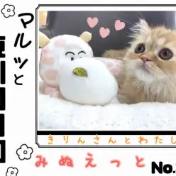 【 マルっと東川口日和No.34 】カリカリごはんも余裕で食べられるミヌちゃん！