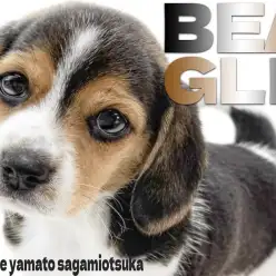 【 ビーグル 】世界中で愛される！好奇心旺盛で毎日が楽しみで溢れるパートナー犬！