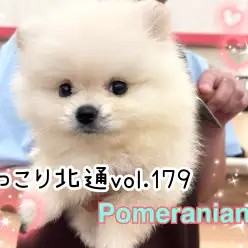 【 ほっこり北通vol.179 】わたあめのような美男子ポメラニアンがやってきた！