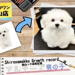 【マルチーズ】 城山っ子成長報告！2025年6月22日