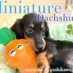 【 ミニチュアダックスフント 】超美形!女の子らしさ全開のブラタンダックスの登場